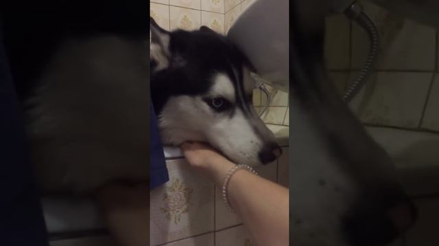 Хаски поёт в ванной. Хаски орет когда его моют. Хаски ругается смотреть онлайн