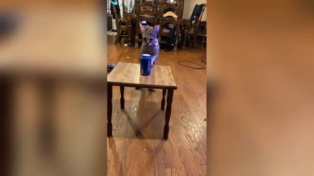 Stupid serval spills soda on purpose смотреть онлайн