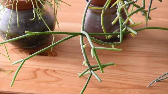 Cacti from the genus Rhipsalis смотреть онлайн