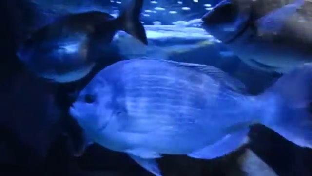 Синие рыбки... в океанариуме Греции смотреть онлайн