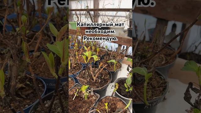 Капиллярный мат это удобно. смотреть онлайн