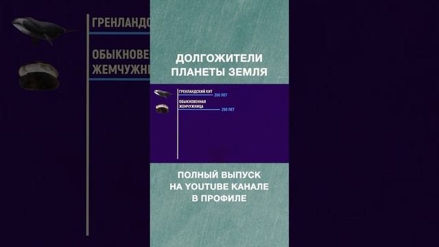Кто из живых существ дольше всего живёт? смотреть онлайн