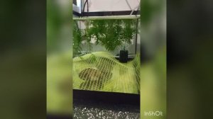 Нерест Тернеций подробная инструкция