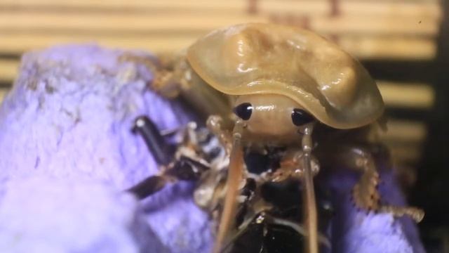 Таракан ест свою старую оболочку / Cockroach eats its old shell смотреть онлайн