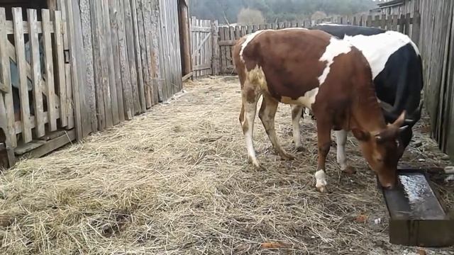 Какие породы коров я бы держала! Мое мнение!Телки гуляют! смотреть онлайн