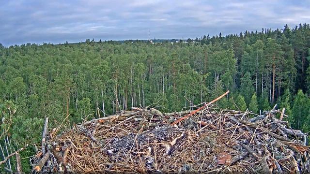 Kalakotkas::Pandion haliaetus - Goshawk attack 2020-07-02 смотреть онлайн