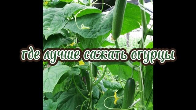 где лучше всего сажать огурцы смотреть онлайн