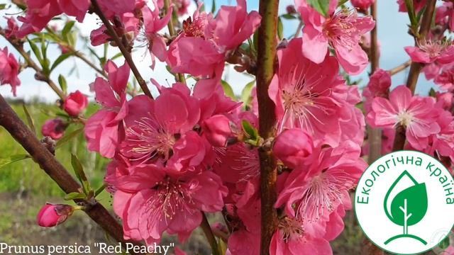 Prunus persica "Red Peachy " Сакура Канзан Роял Бургунди растения Персик Цветение сакуры ЕКО-КРАЇНА смотреть онлайн