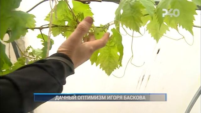 ДАЧНЫЙ ОПТИМИЗМ ИГОРЯ БАСКОВА смотреть онлайн