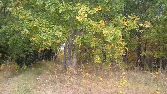 Озеро Бусловское почти у самой финской границы/ Не подойти к воде/ Люди не убирают мусор смотреть онлайн