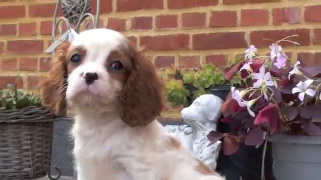 Cavalier King Charles Blenheim