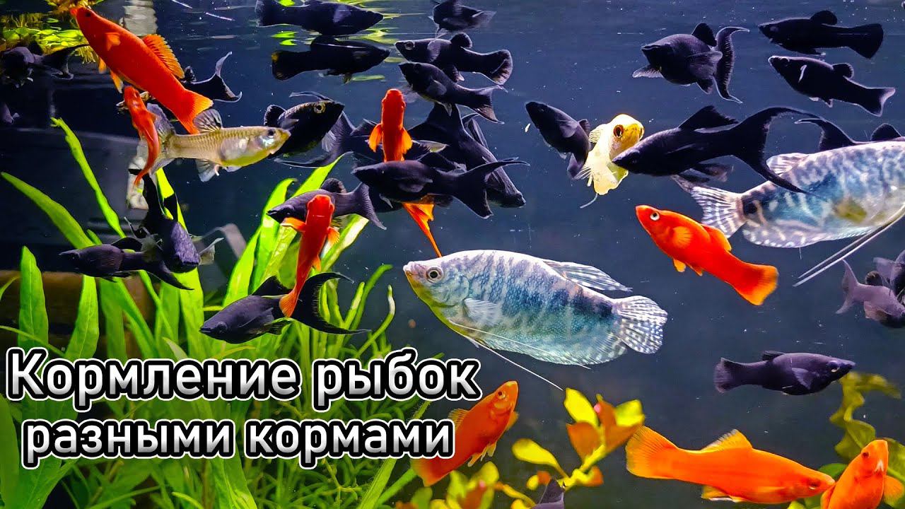 Кормление аквариумных рыбок! "Великая" тайна Артёма раскрыта! смотреть онлайн