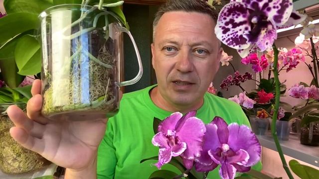 ОРХИДЕИ 35 дней БЕЗ ВОДЫ в этой посадке орхидей для отпускников и дачников смотреть онлайн