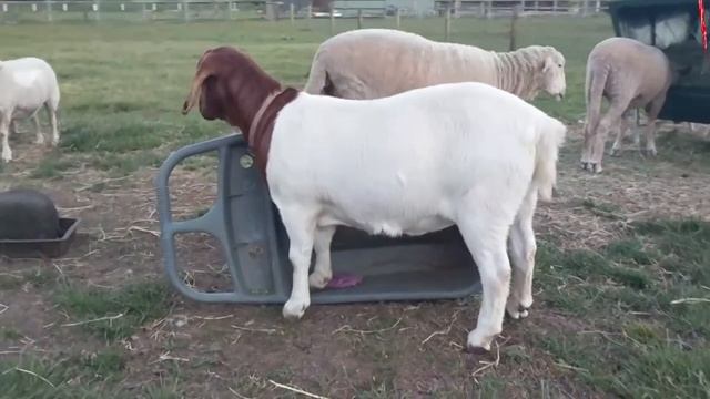 FUNNIEST GOAT EVER IN AUSTRALIA ?? | JUST ANOTHER DAY S1 Ep.1 | HAPPY SHEEP VIDEO смотреть онлайн