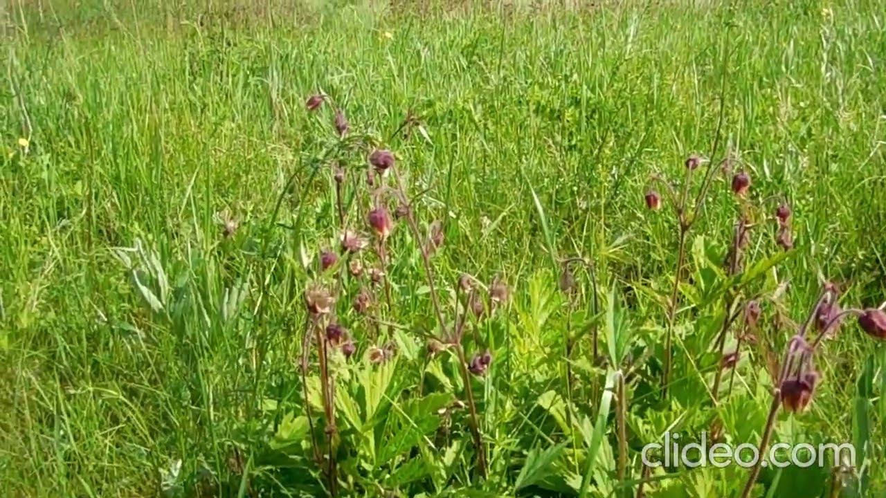 Медоносы возле села. смотреть онлайн