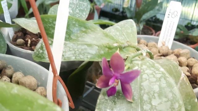 Phalaenopsis keikis смотреть онлайн