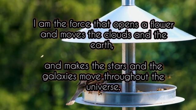 Daily Oracle: You Are the Force смотреть онлайн