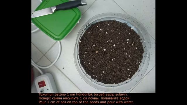Keçibuynuzu ağacı, toxumdan - Рожковое дерево из семян - Carob Tree from seeds - Ceratōnia смотреть онлайн