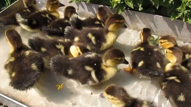 Часть 1. Маленькие утята. Утка. Деревня. Лето ПОЗИТИВ ツ смотреть онлайн