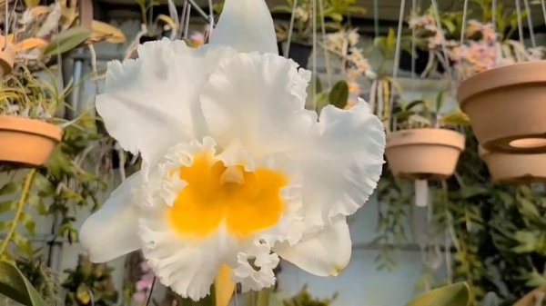 Blc. Burdekin Wonder 'Lake Land'BLC. 버데킨 원더 '레이크 랜드'