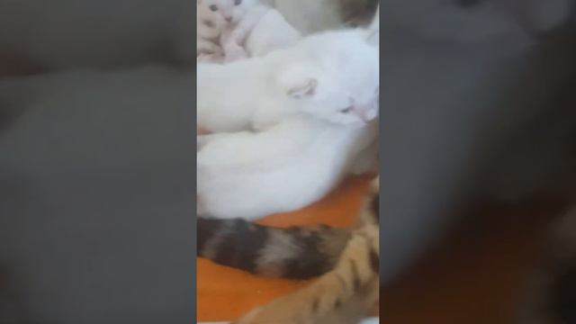 Бенгальские котята. Мы растем. смотреть онлайн