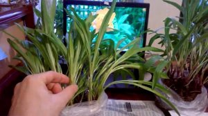 Как вырастить черемшу зимой на окне. Неделя третья