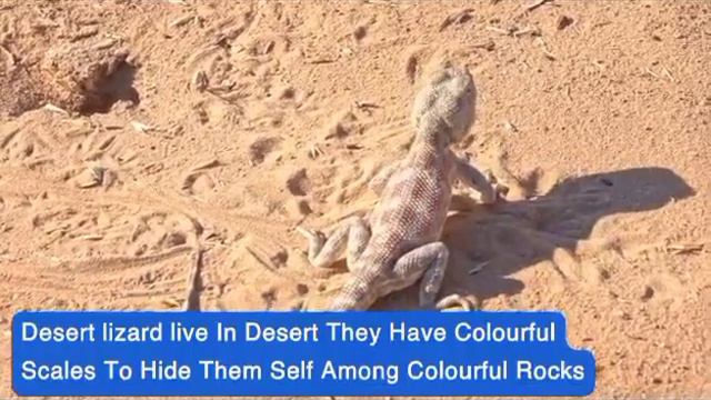 science Grade 4 fennec fox, caracal and desert lizard 🦎🦎 смотреть онлайн