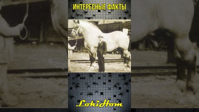 Самая тяжелая лошадь в мире #Shorts смотреть онлайн