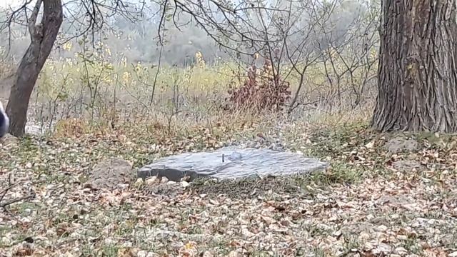 P1223 смотреть онлайн