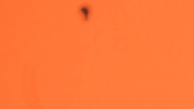Sunspots Update Celestron Nexstar 8se Telescope & Zwo Asi Cam - Sat 3rd June 2023 Gibraltar 1st Vi смотреть онлайн