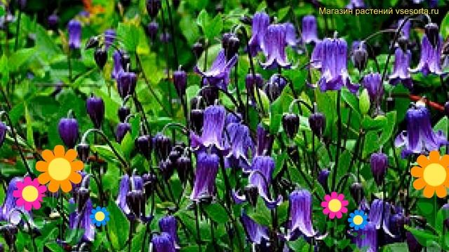 Клематис гибридный Роогучи. Краткий обзор, описание характеристик clematis Rooguchi смотреть онлайн