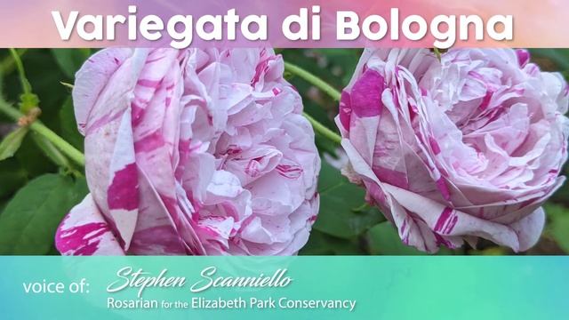 Elizabeth Park's Heritage Rose Garden - Variegata di Bologna Rose смотреть онлайн
