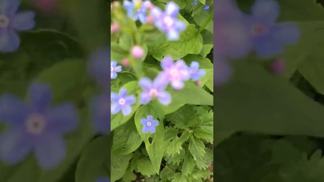 Цветение незабудки в саду. смотреть онлайн