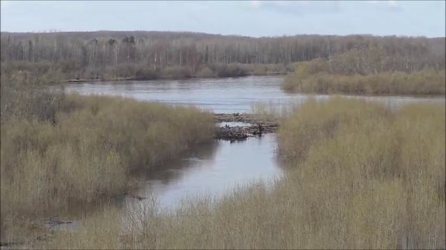 с. Средний Васюган 19.05.2019. Коптим язя. Прогулка до Васюгана. смотреть онлайн