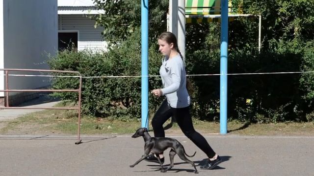 Питомник левреток. Kennel Italian Greyhound. Altsiona Ambra Nero. смотреть онлайн
