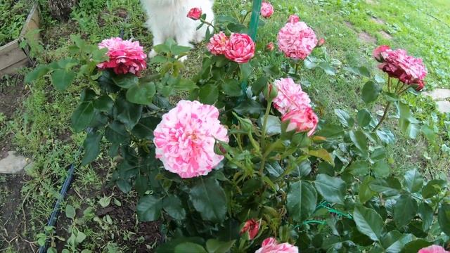 Роза флорибунда Абракадабра смотреть онлайн