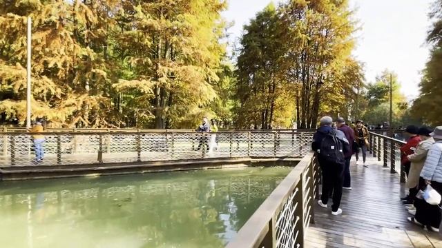 ЛЕС НА ВОДЕ/ Озеро Циншань Линань Ханчжоу, Китай/Qingshan Lake Lin'an Day Tour Hangzhou, China 青山湖 смотреть онлайн
