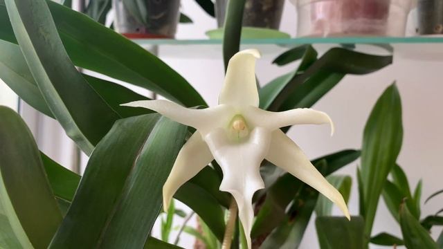 Angraecum sesquipedale( Ангрекум полуторафутовый) смотреть онлайн