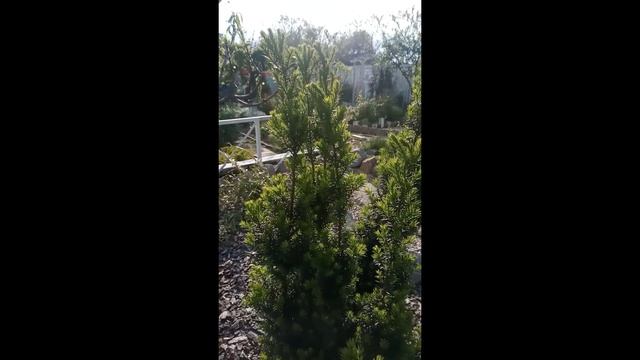 Тис ягодный Колоновидный #Shorts смотреть онлайн