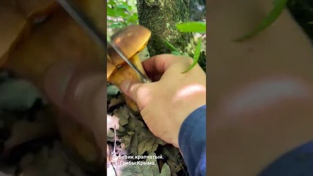 Невероятный Дубовик крапчатый. Грибы Крыма.Boletus erythropus Boletaceae. Neoboletus luridiformis смотреть онлайн