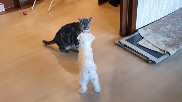 Кто за кем? Кто кого?😄 смотреть онлайн