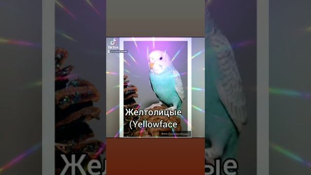 окрасы-попугаев&волнистых смотреть онлайн