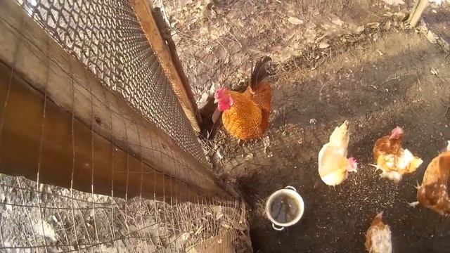 Куры несушки Петухи для бизнеса смотреть онлайн