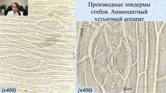 МОРФОЛОГО-АНАТОМИЧЕСКИЙ АНАЛИЗ ТРАВЫ ЦЕФАЛЯРИИ ГИГАНТСКОЙ смотреть онлайн