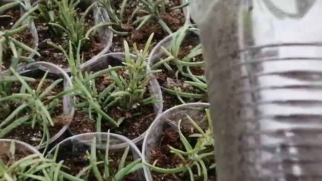 ЧЕРЕНКИ Лаванды и розмарина в ноябре. смотреть онлайн