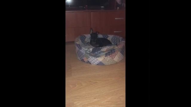 Глаза в темноте как у кошки)) смотреть онлайн