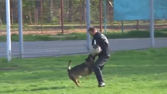 Комендантова Евгения, Itchy von Haus-Klönne C-94 смотреть онлайн