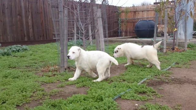 Среднеазиатские овчарки Алабай США. BUTUZ JR and KARAGEZ JR December 2014 смотреть онлайн