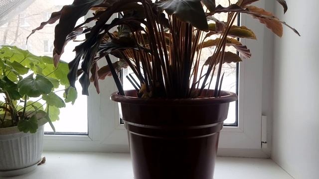 МАГИЯ ЦВЕТОВ. КАЛАТЕЯ смотреть онлайн