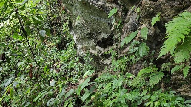 Lost in the deep forest to find the way back. detect. bamboo mouse. grilled in a cave. kong amazon. смотреть онлайн
